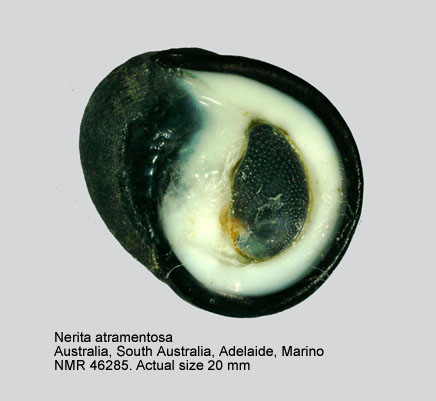Nerita atramentosa (3).jpg - Nerita atramentosa Reeve,1855 